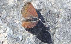 Lycaena tama