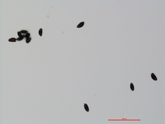 Annulohypoxylon stygium