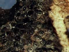 Annulohypoxylon stygium