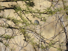 Polioptila melanura