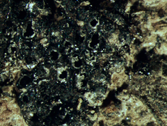 Annulohypoxylon stygium