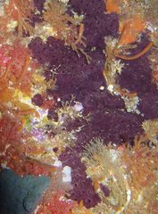 Chelonaplysilla violacea