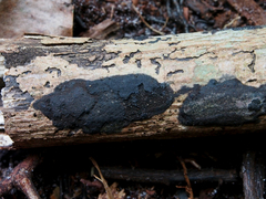 Annulohypoxylon stygium