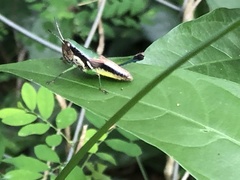 Praxibulus queenslandicus