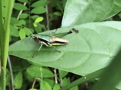 Praxibulus queenslandicus