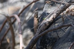 Sceloporus hunsakeri