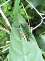 Praxibulus queenslandicus