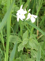 Cardamine angulata