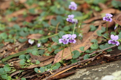 Viola perreniformis
