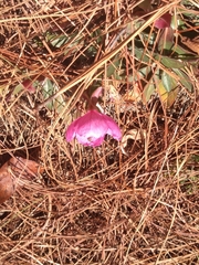Oenothera deserticola