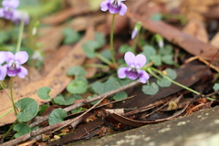 Viola perreniformis