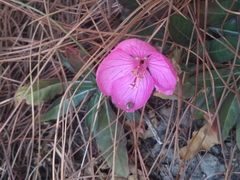 Oenothera deserticola