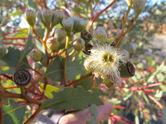 Eucalyptus canescens canescens