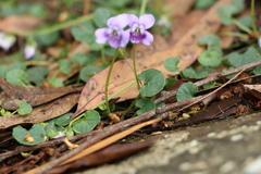 Viola perreniformis