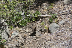 Pteroptochos megapodius