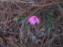Oenothera deserticola
