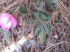 Oenothera deserticola