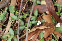 Aneilema biflorum