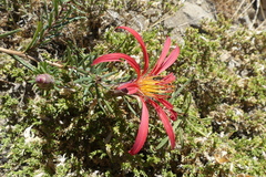Mutisia subulata