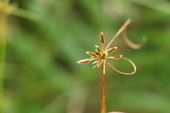 Cyperus laevis