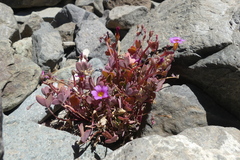 Oxalis squamata