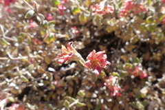 Viviania marifolia