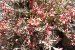 Viviania marifolia