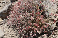 Viviania marifolia
