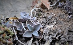 Lenophyllum weinbergii