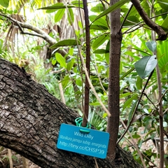 Manilkara jaimiqui emarginata