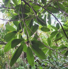 Manilkara jaimiqui emarginata