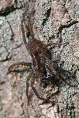 Pardosa vancouveri