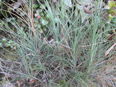 Dracophyllum acerosum