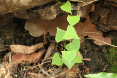 Zehneria cunninghamii