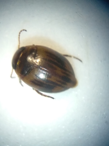 Concordant Predaceous Diving Beetle