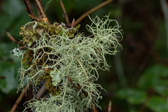 Usnea flavocardia