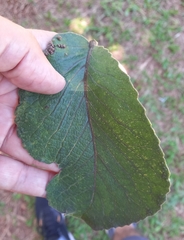 Caryocar brasiliense