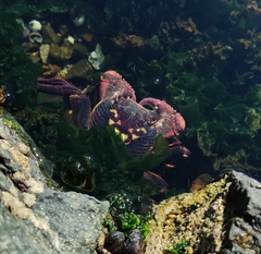 Leptograpsus variegatus