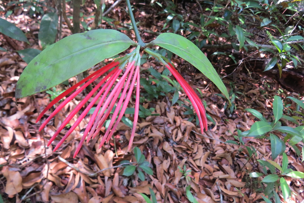Psittacanthus lamprophyllus