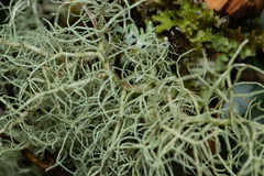 Usnea flavocardia