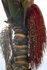 Oenocarpus
