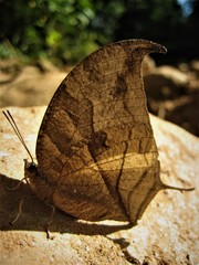 Consul panariste panariste