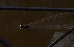 Fulica atra