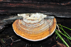 Fomitopsis schrenkii