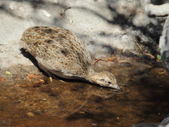 Nothoprocta perdicaria