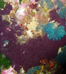 Chelonaplysilla violacea