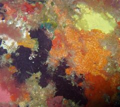 Chelonaplysilla violacea