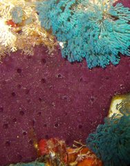 Chelonaplysilla violacea