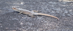 Oplurus grandidieri