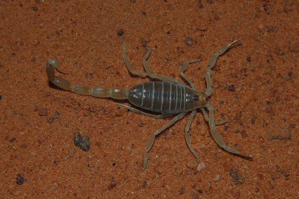 Buthacus leptochelys